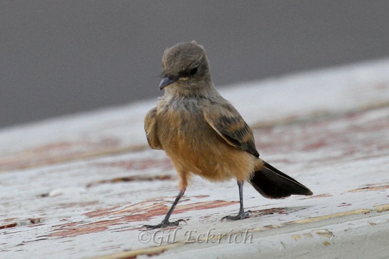 Say's Phoebe HY 2011_07_15_1554.JPG